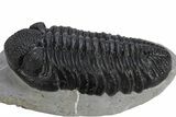 Prone Phacopid (Drotops) Trilobite - Mrakib, Morocco #235698-3